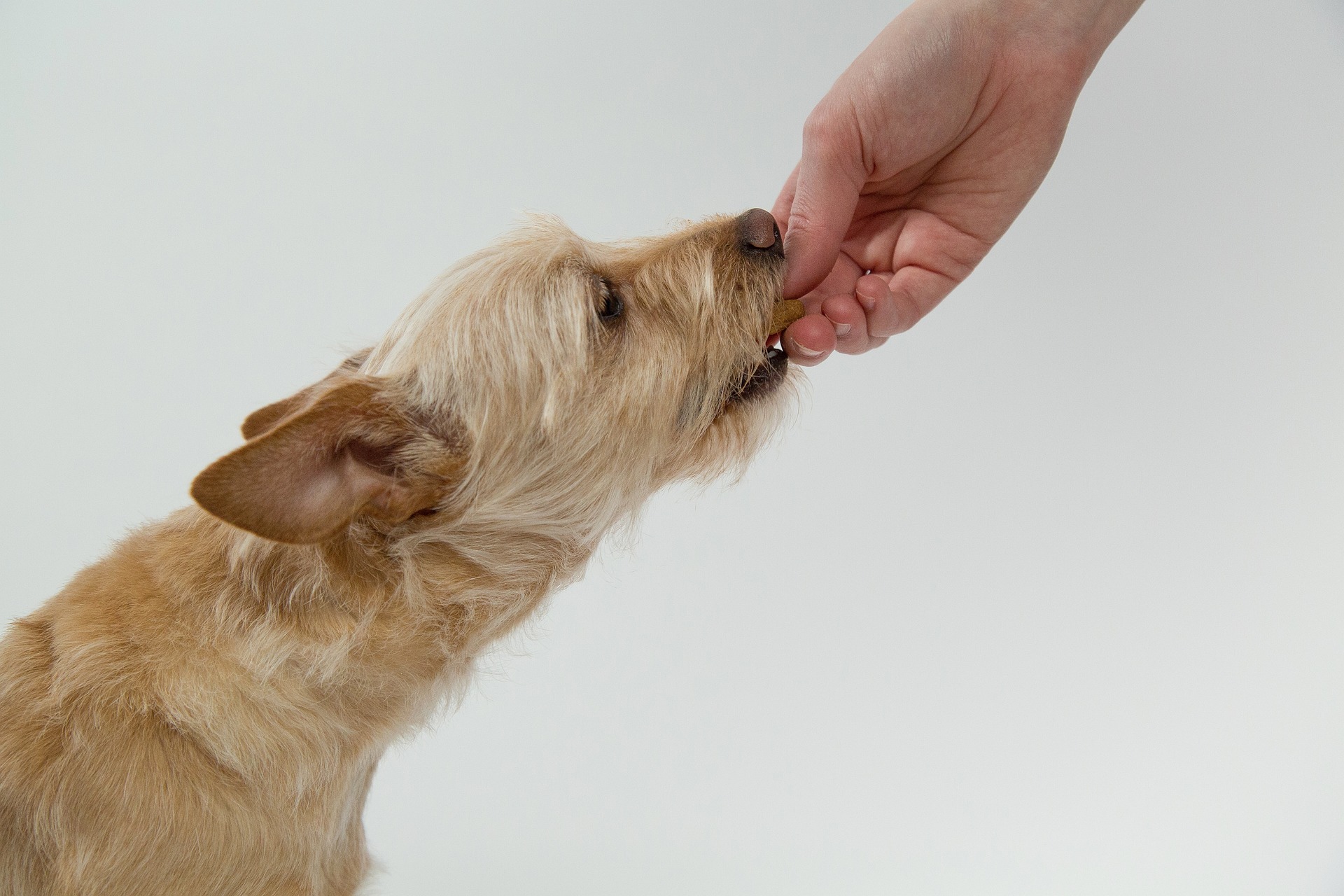 dog training tips for beginners dog eating treat