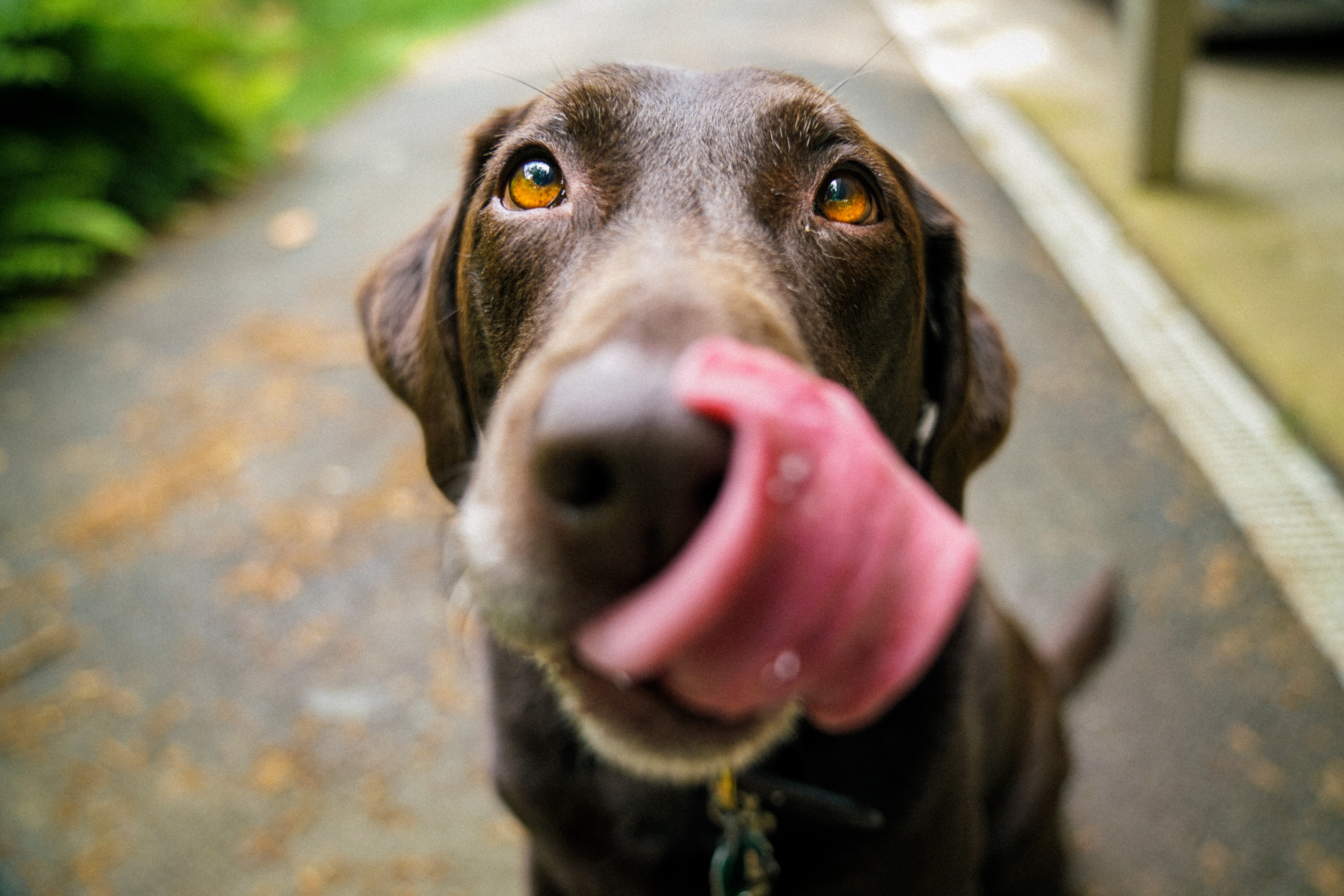 dog training tips for beginners licking