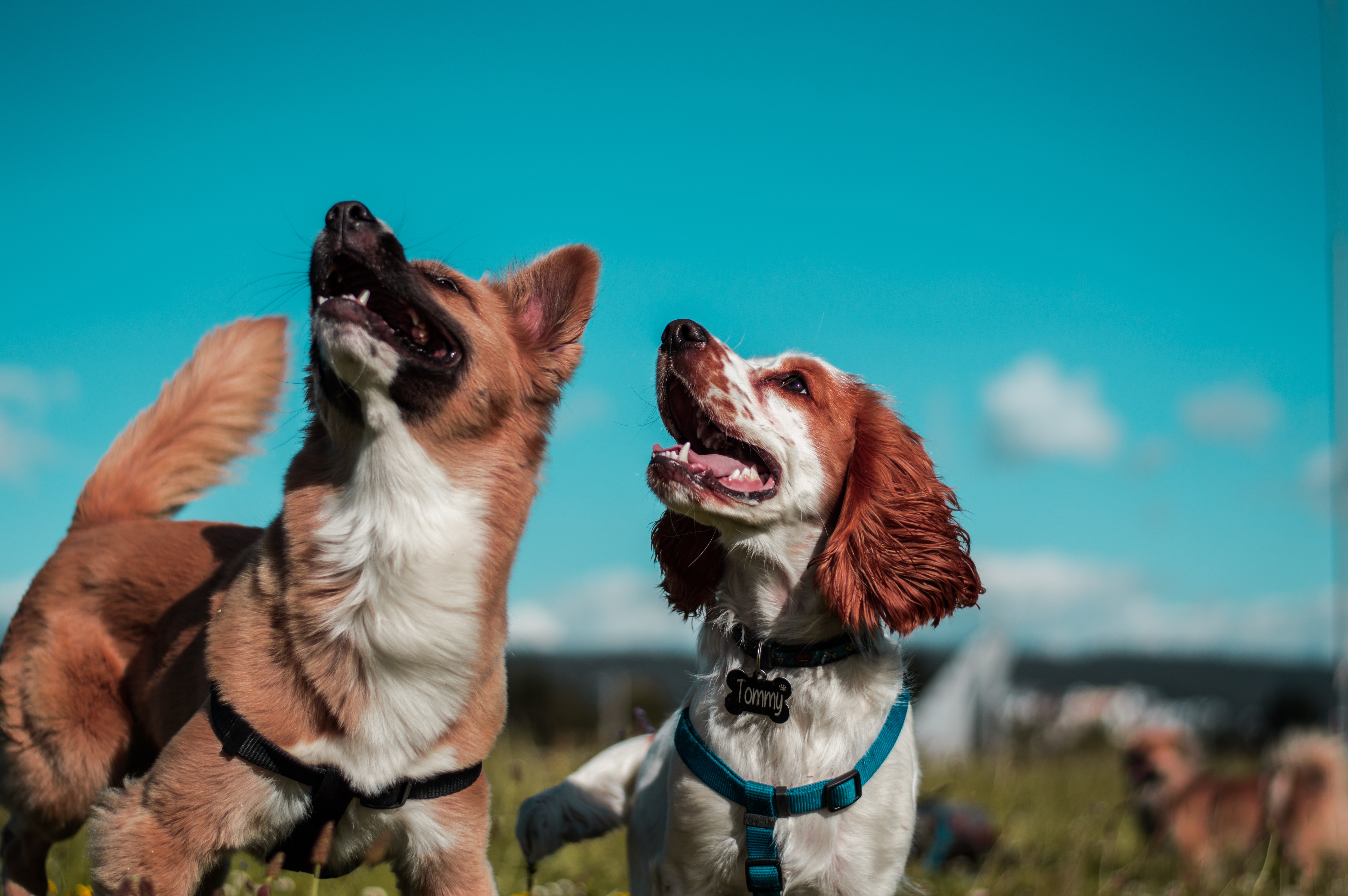 dog training tips for beginners two dogs