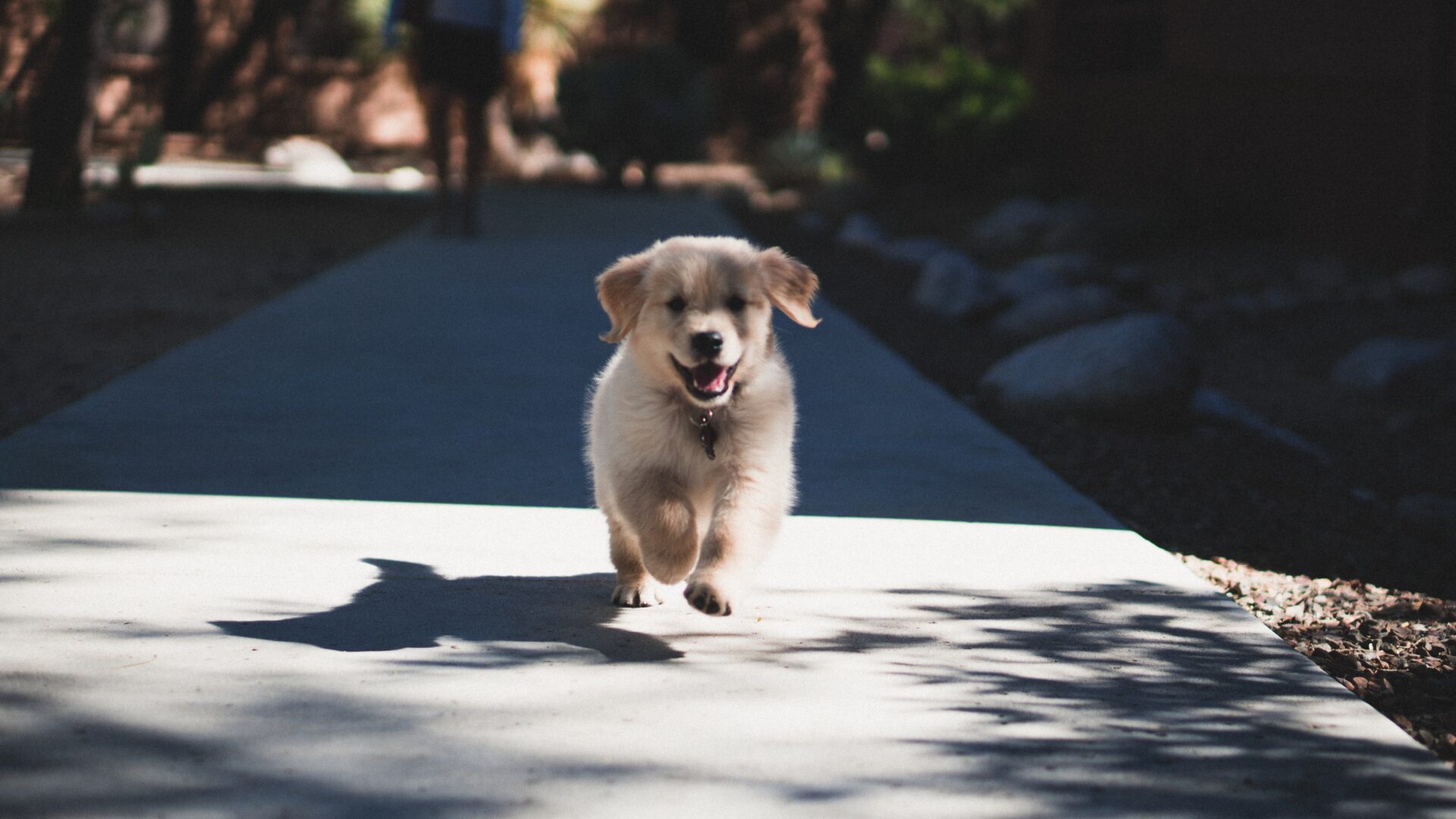 new puppy running to owner