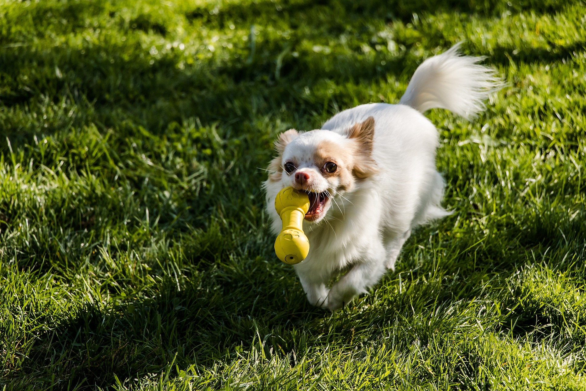 Importance and types of dog toys for mental stimulation