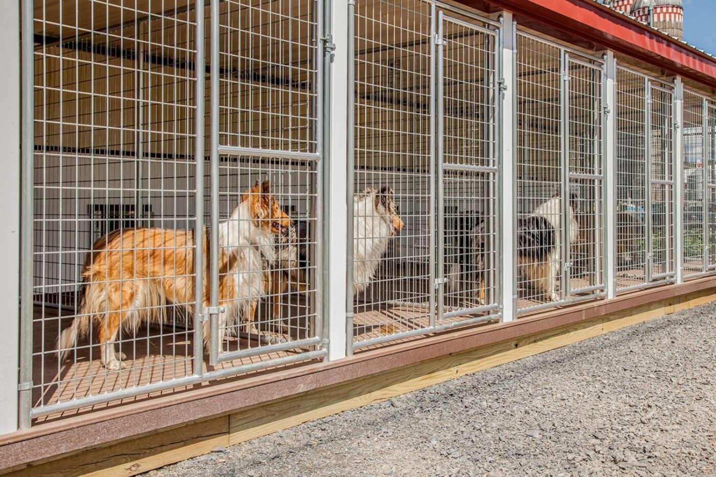 Can You Have A Dog Kennel In A Residential Neighborhood in Washington State