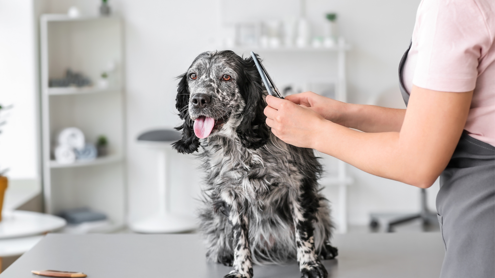 A Dog Groomer clipping a Black and White Spotted Dog