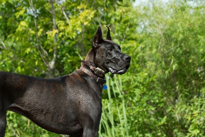 dog kennels for sale in albany ny