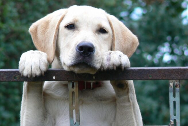 dog kennels for sale in middletown de