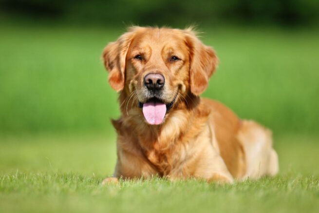 dog kennels for sale in burlington vt