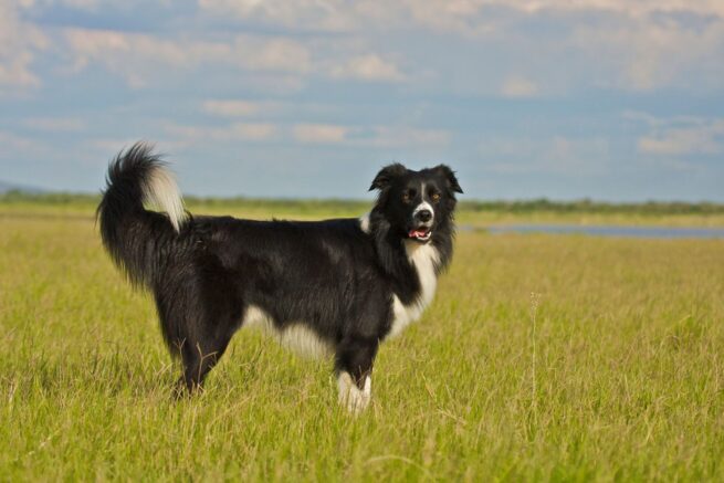 dog kennels for sale in silver spring md- dog kennels by breed