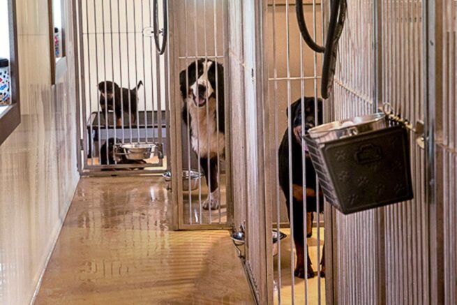 dog kennels for sale in rhode island