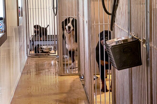 dog kennels for sale in warwick ri