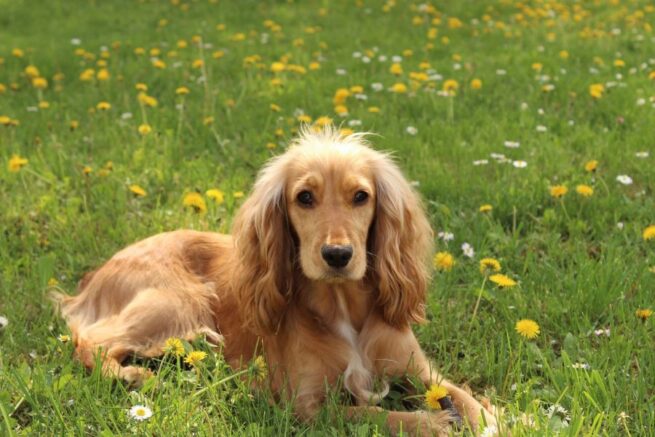 cocker spaniel laying in grass surrounded by dandelions