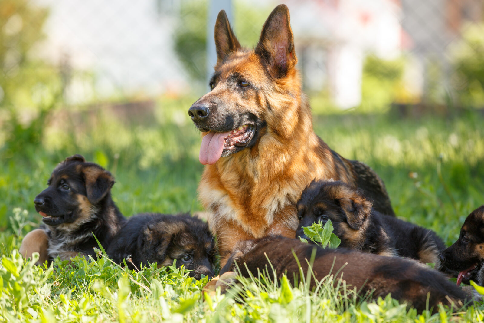 Breeding kennels near me hotsell