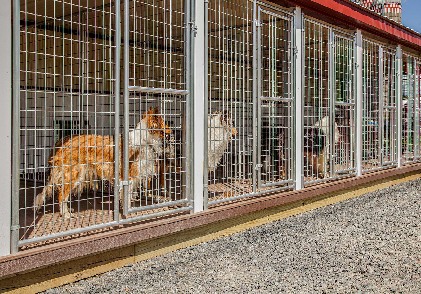 Kennel dog best sale