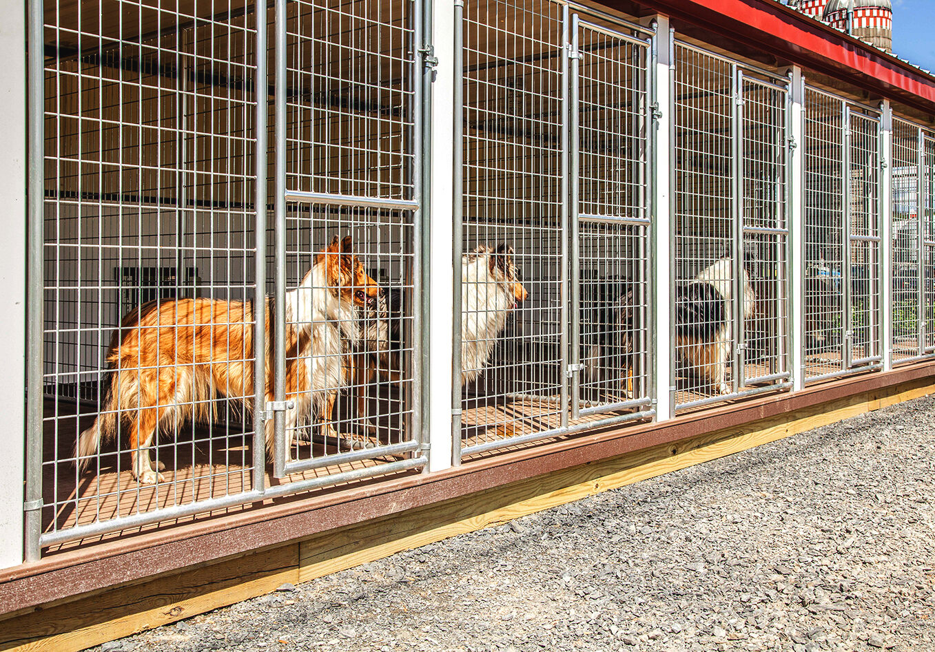 How Much Dog Boarding Costs The Dog Kennel Collection