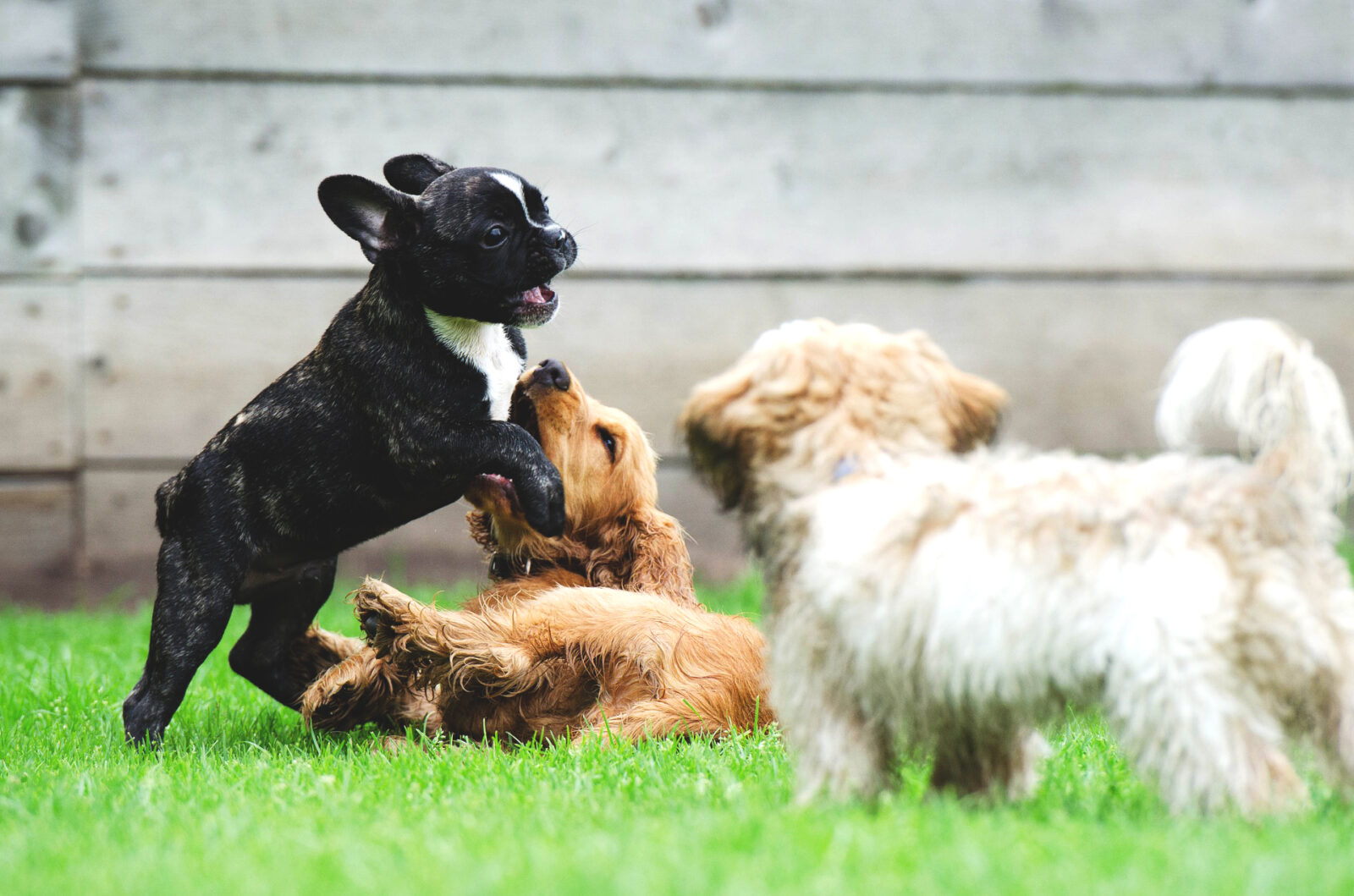 How Much Dog Boarding Costs The Dog Kennel Collection