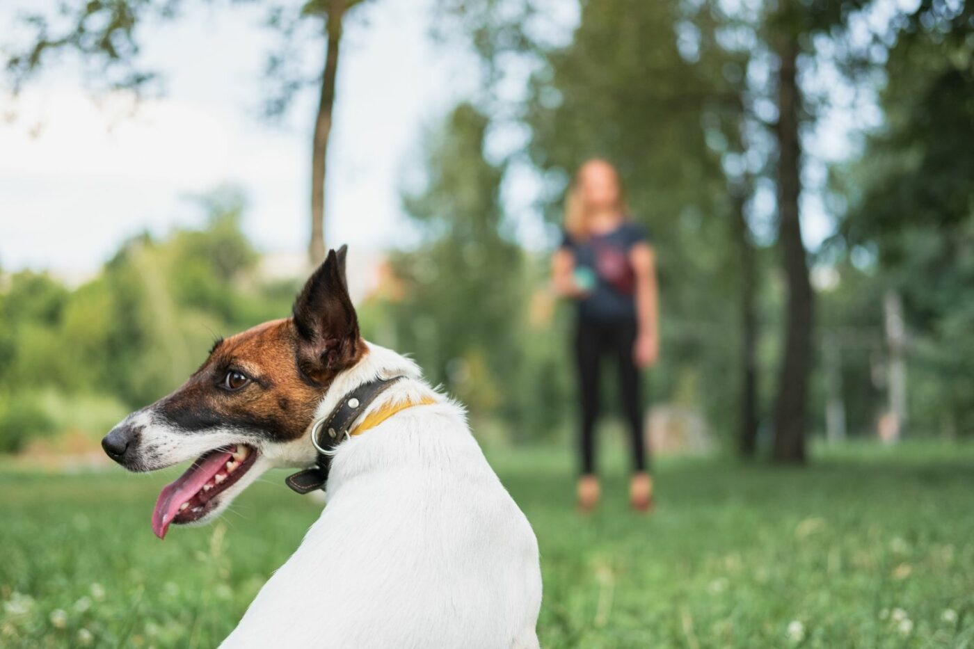 dog training tips for beginners