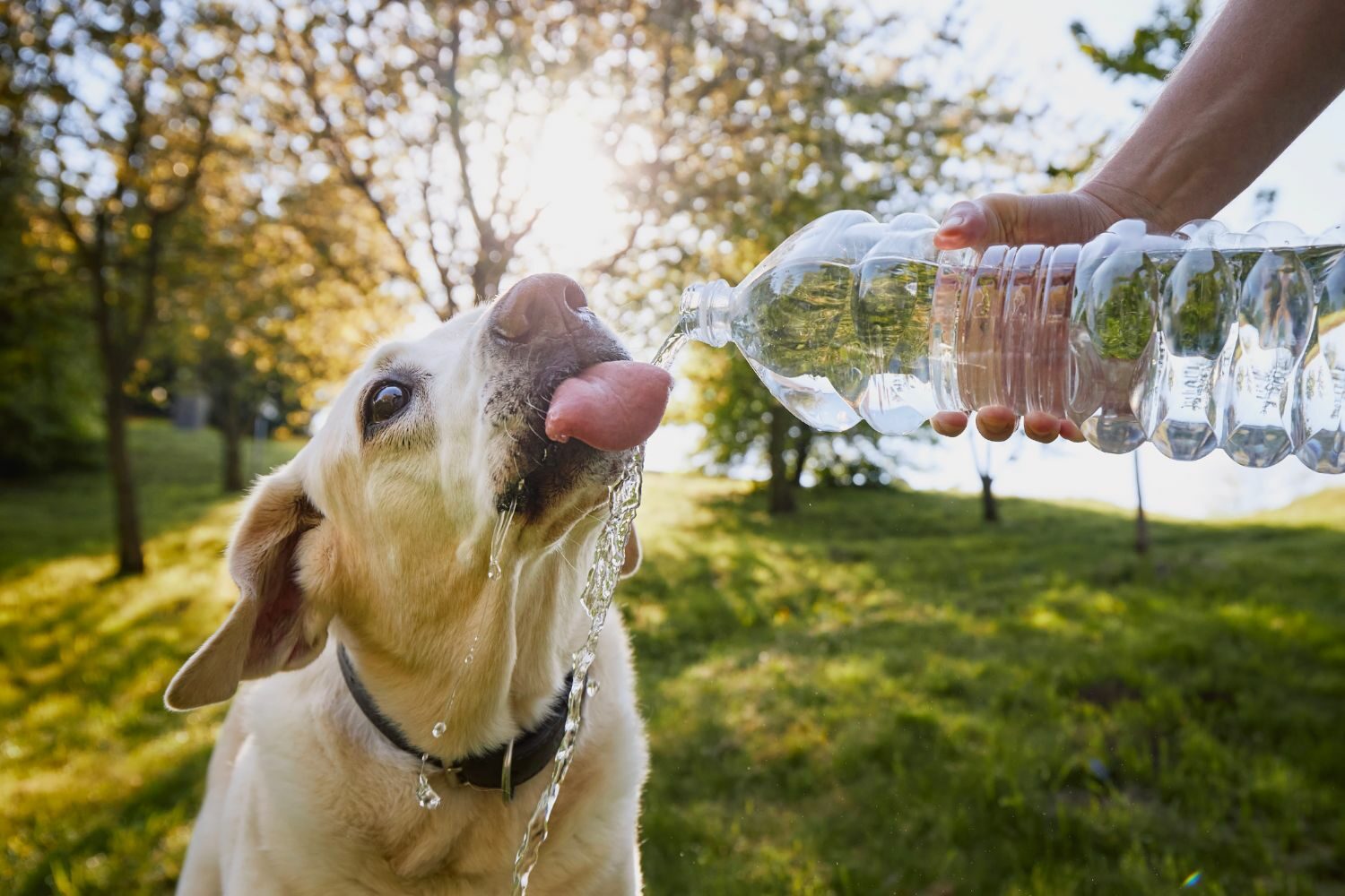 how to keep dogs cool with hydration