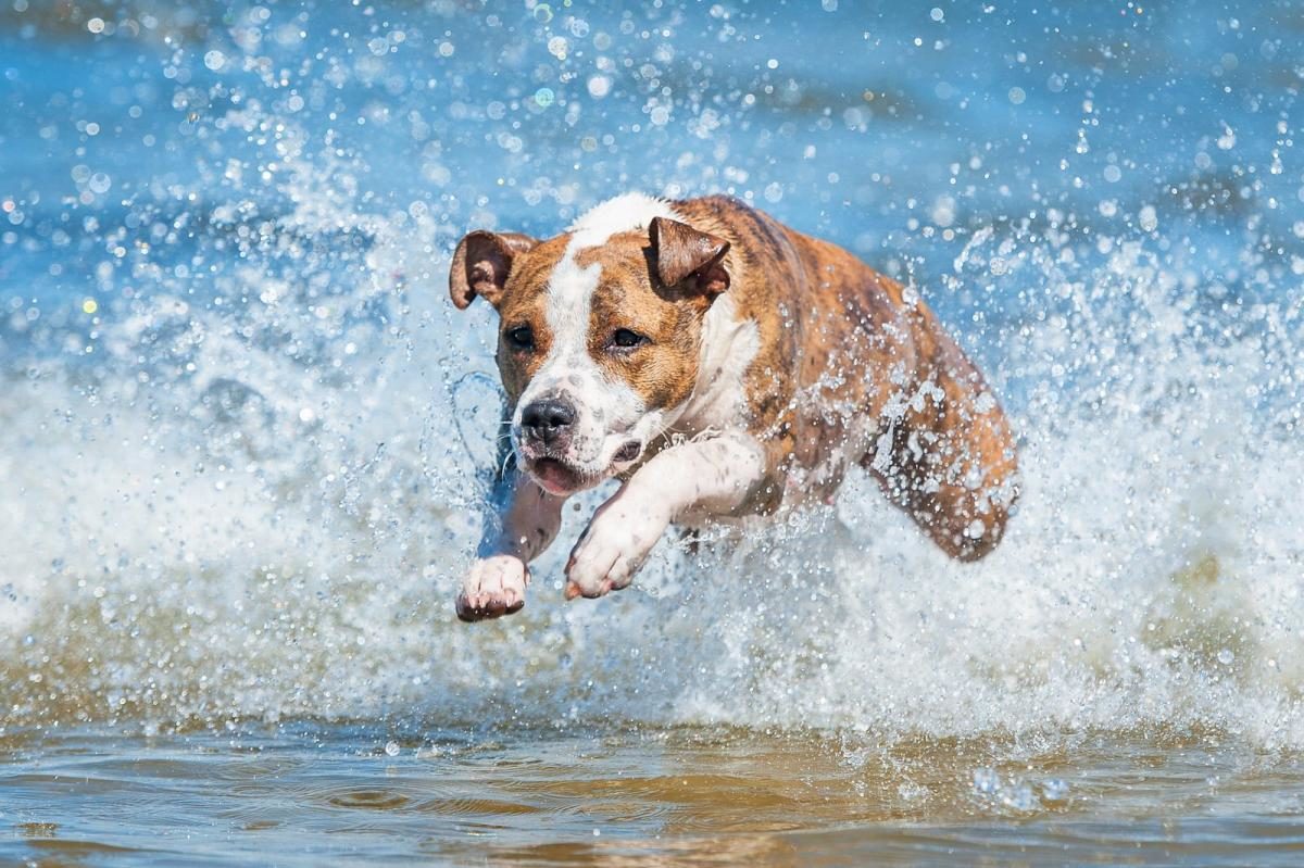 keep your dog cool