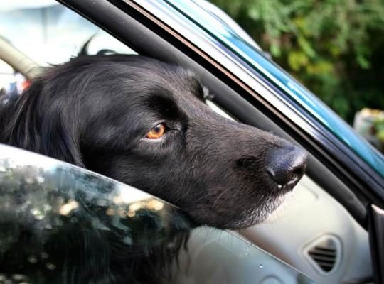 dog with head out of window jpg 838x0 q67 crop smart