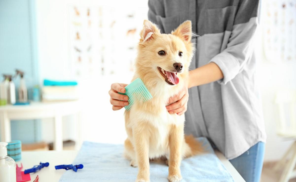 dog grooming to keep your dog cool