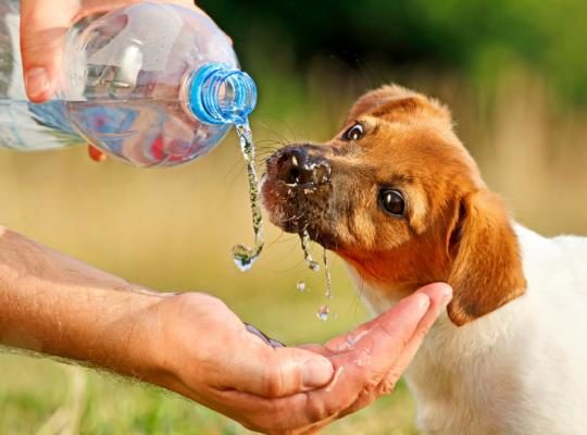 keep your dog cool in the summer