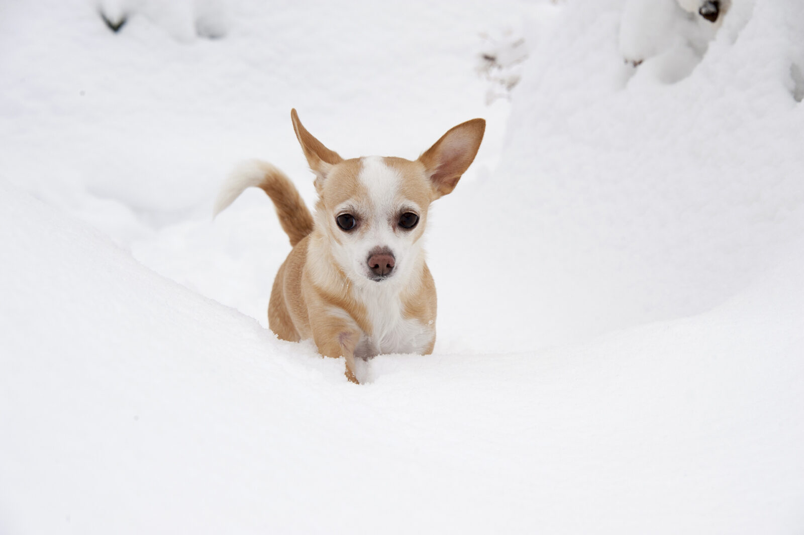 chihuahua in the snow in connecticut