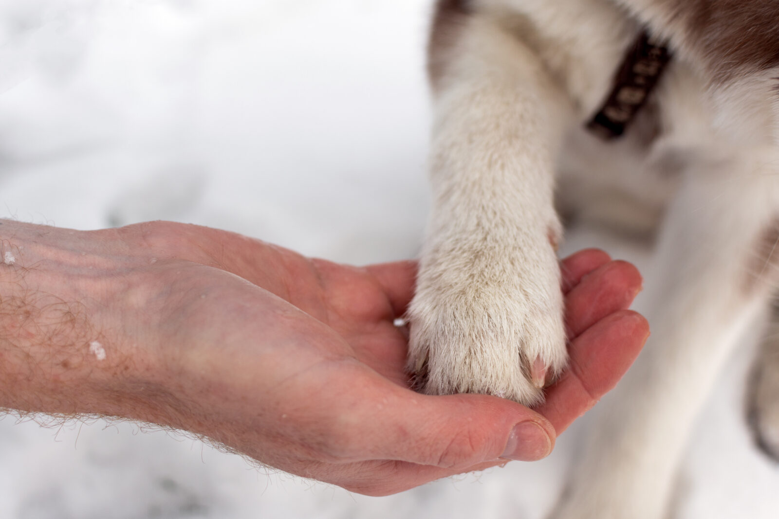 watch-dog-paws-in-snow