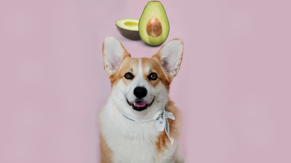 foods dogs should not eat avocados