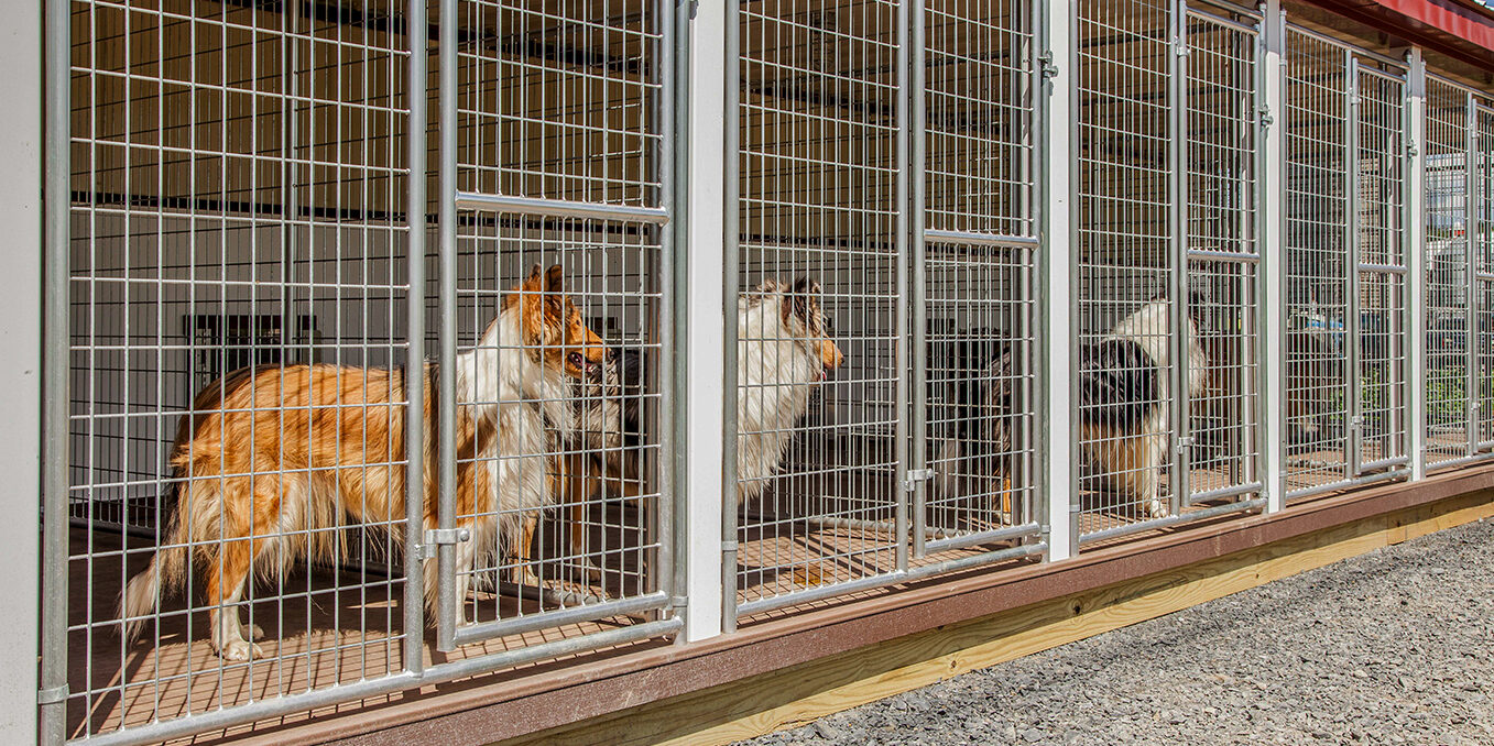 large 20x60 dog kennels