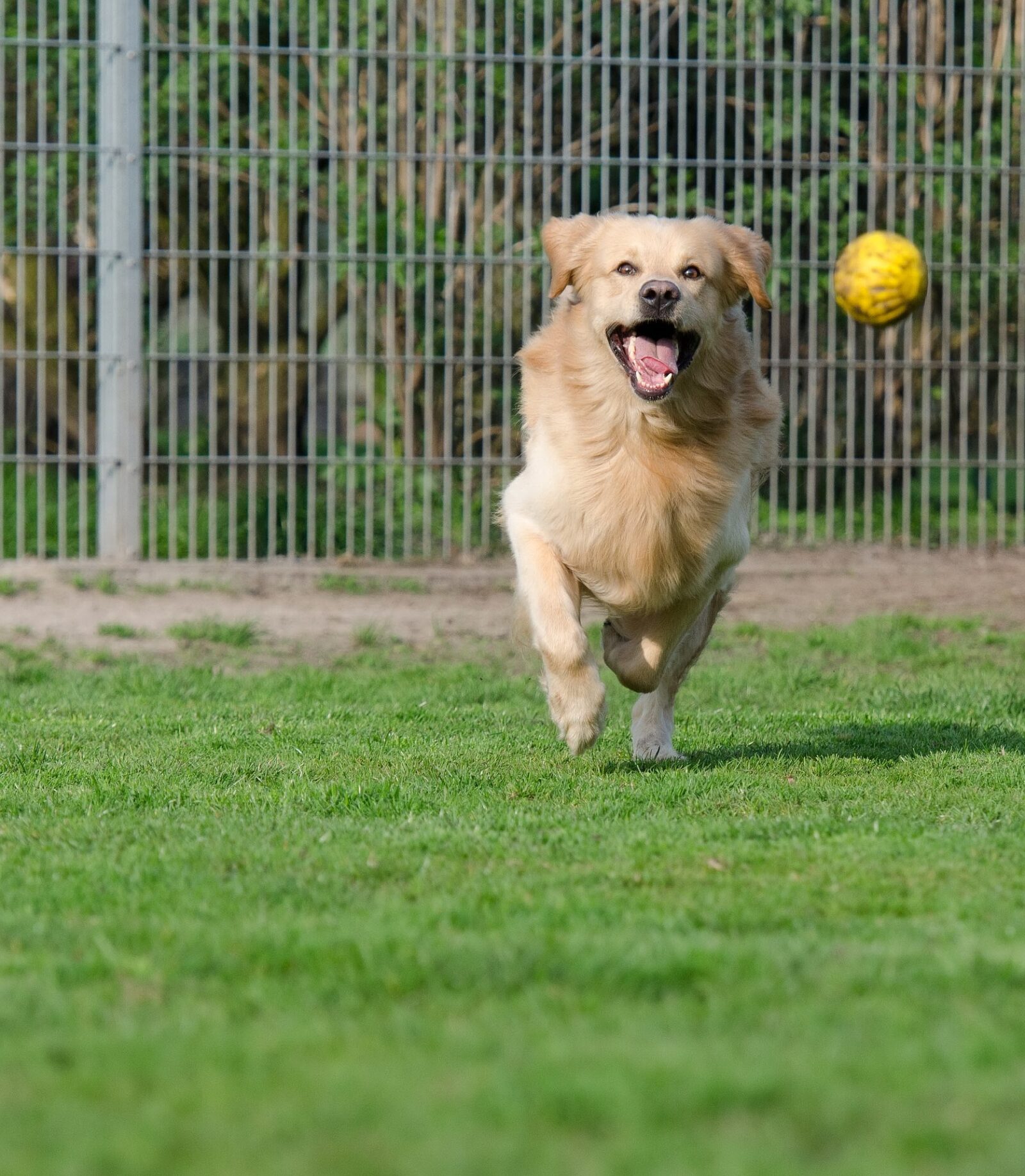 How Much Dog Boarding Costs The Dog Kennel Collection
