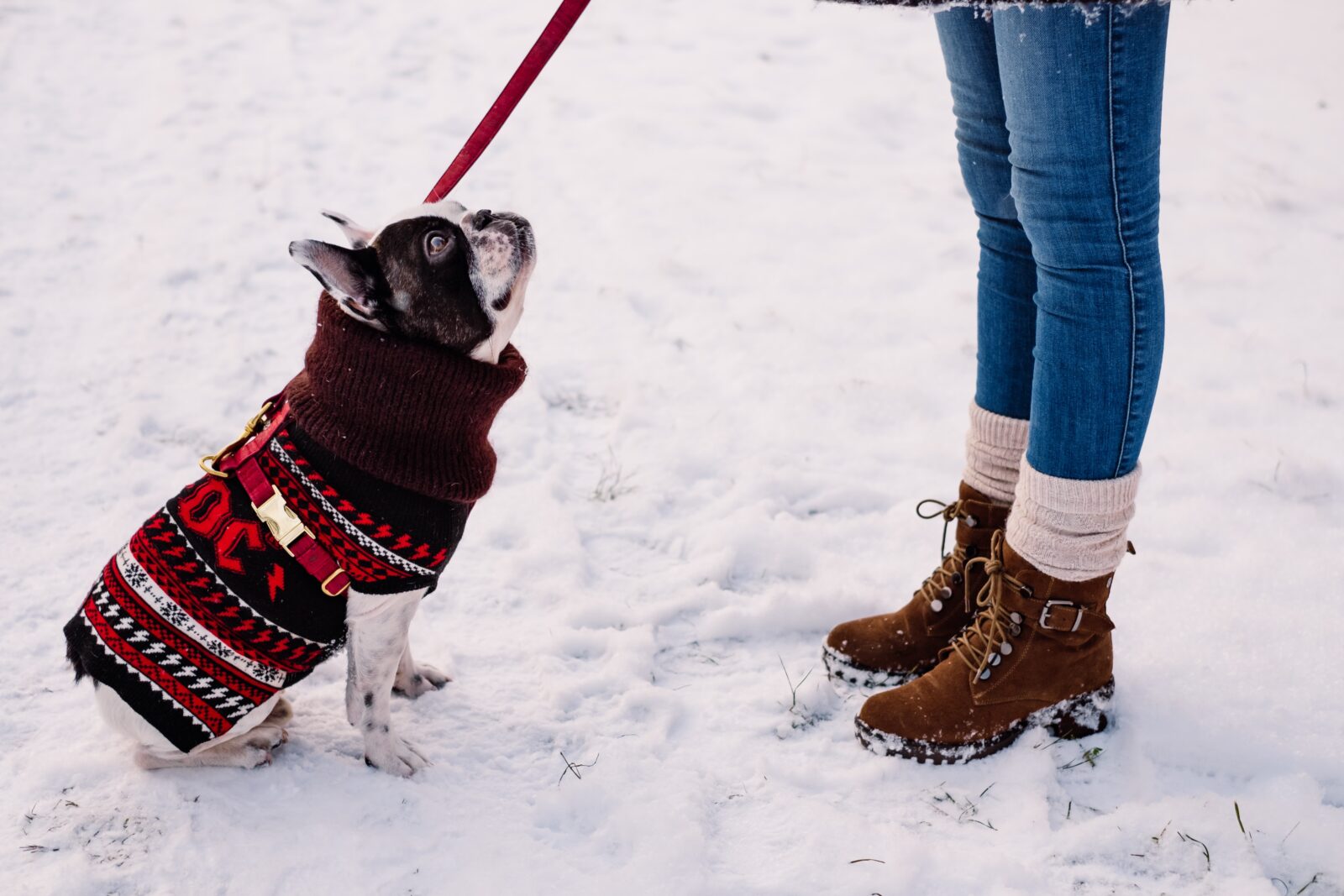keping your dogs warm in winter