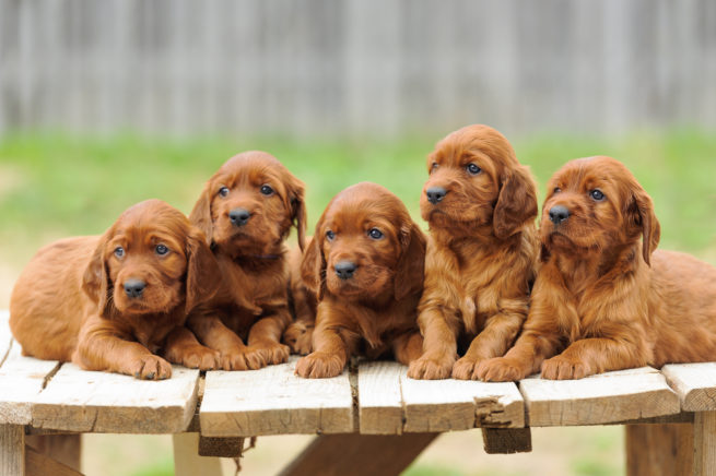 five red setter puppies lie on wooden table