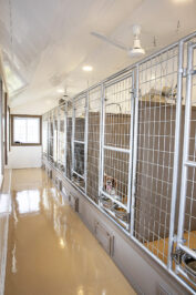 14x24 dog kennel interior 2