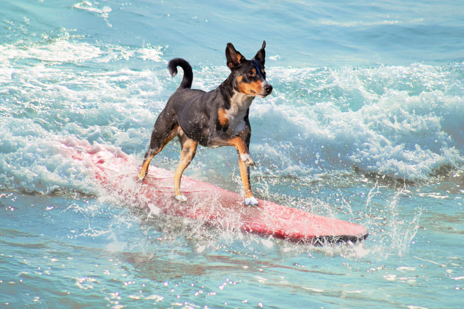 how to keep dogs cool surfing