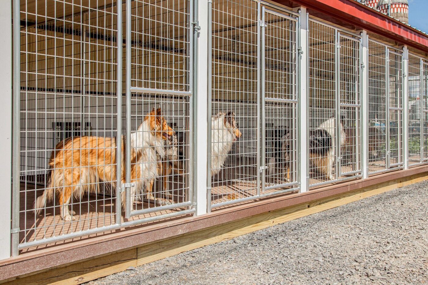 how many dogs can you own in maine