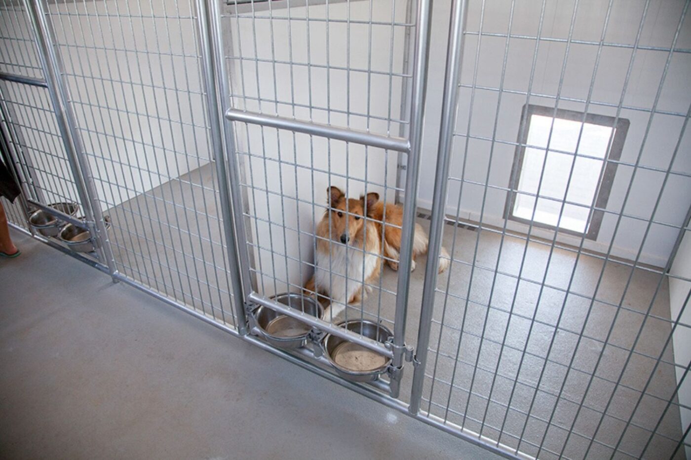 how many dogs can you own in washington